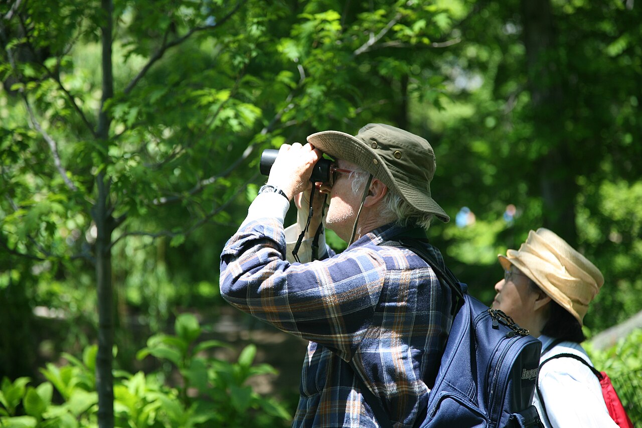 Birder looking through binoculars outdoors