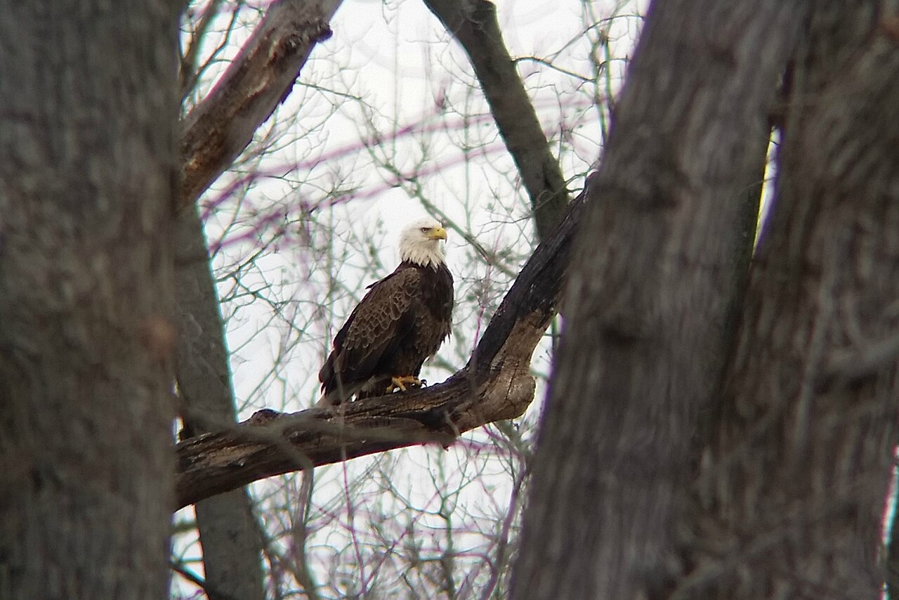 Bald eagle viewed through binoculars