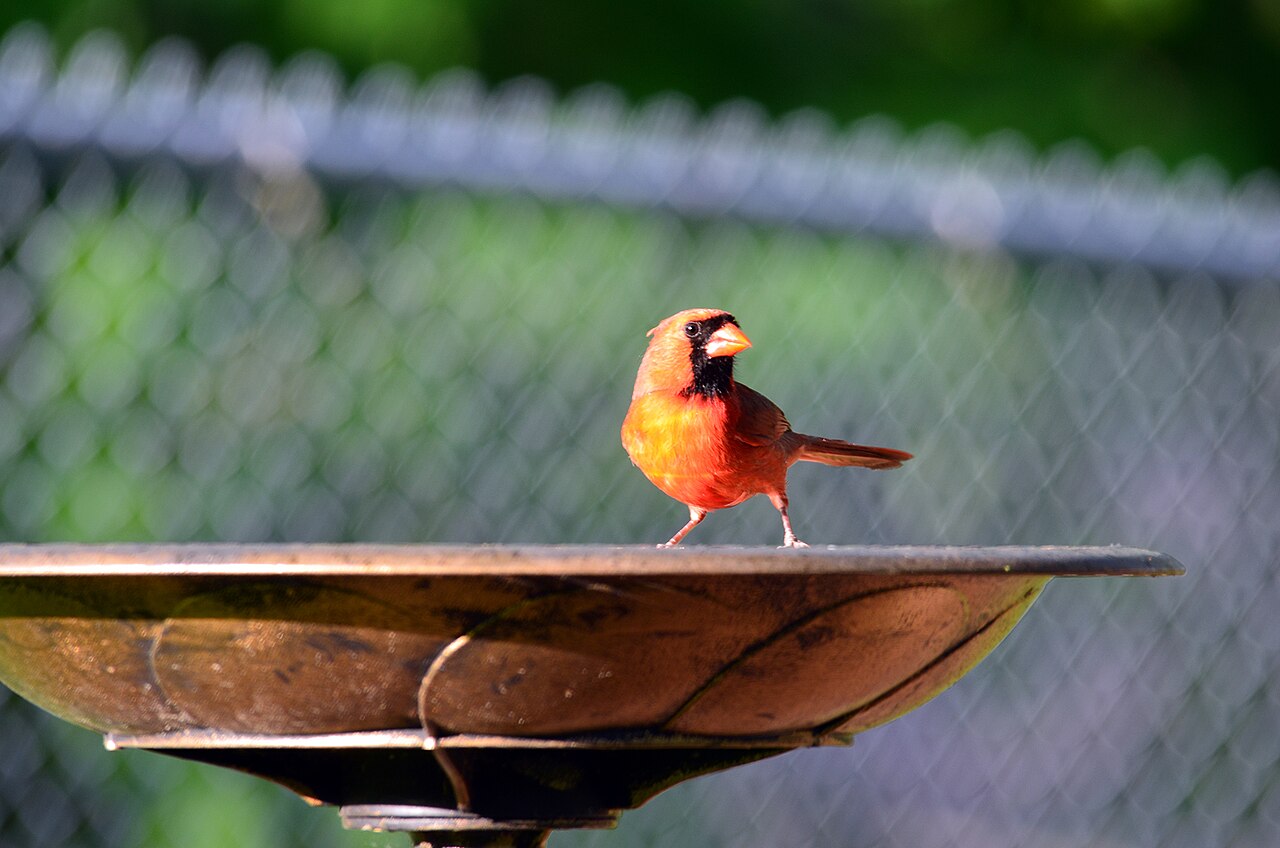 Male northern cardinal perched on a branch
